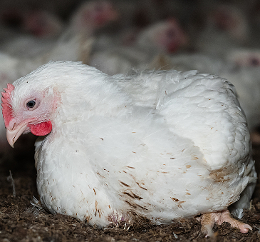 A 'broiler chicken' barely able to get up off the floor, looking desperately sad.