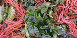 A close up of red and green seaweed.