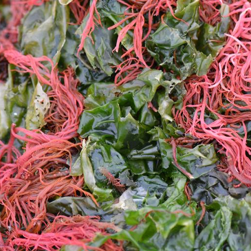 A close up of red and green seaweed. 