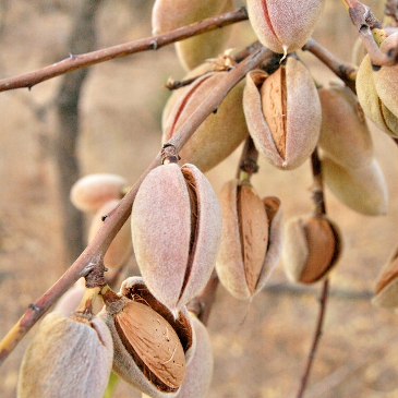 Close up of almonds ripening on the tree. 