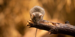 Brown mouse sitting on a twig with the field blurred in the background.