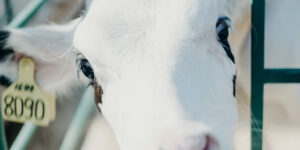 Close up of a dairy calf confined to a veal crate, separated from mum, not long after birth.