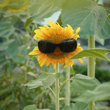 A sunflower with sunglasses on.