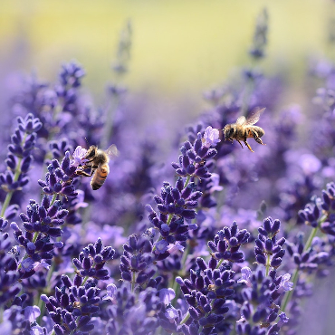 Bees buzzing around lavender flowers. 