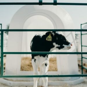 A veal calf looking through the bars with the crate in the background.