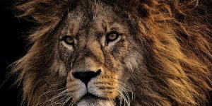 A stern looking adult male lion symbolising the extreme carnivore diet.