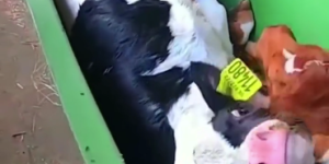 Newborn calves tossed in a wheelbarrow like they're rubbish