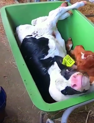 Newborn calves tossed in a wheelbarrow like they're rubbish 