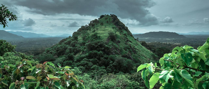 A lush, green forest in the foreground fading to dusky blue hills in the background against a moody sky. 