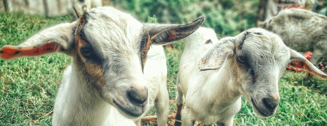 Close up of two baby goats.