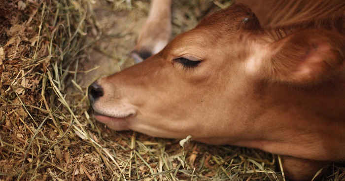 A new-born calf resting it's head on the ground with eyes closed 