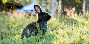 A dark brown rabbit sitting in the long green grass on a sunny day.