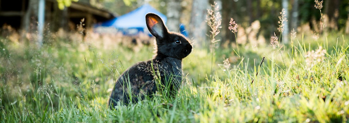A dark brown rabbit sitting in long grass on a sunny morning. 