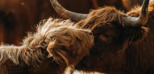 Young calf and mother cow exhibiting the strong maternal connection