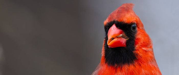 The red and black Northern Cardinal with a miffed expression on his face 
