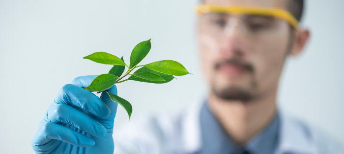 A scientist with blue latex gloves on holding up a small, green leaved plant. 