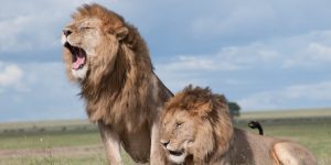 2 lions out on the plains of Africa, one is stood up on his front legs roaring.