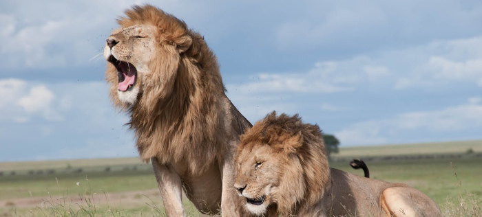 2 lions sitting on the plains of Africa. One is stood up on his front legs roaring. 