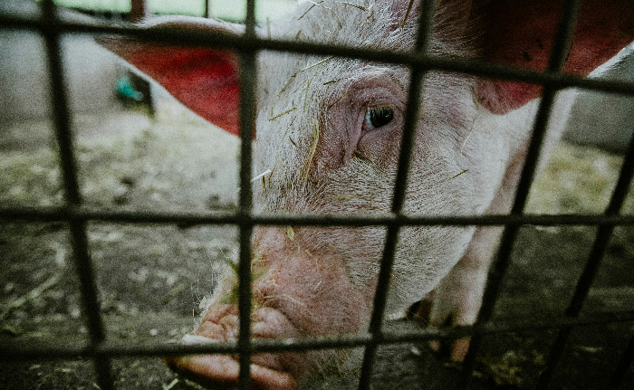 Close up of a pig behind a metal grill. 