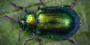 A green shield beetle