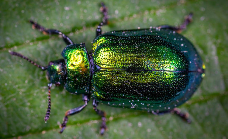 Jewel beetle on a green leaf. 