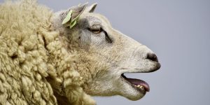 Side profile of a sheep baa'ing.