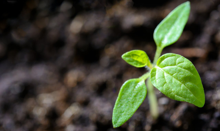 close up of a green seedling sprouting 2 leaves. 